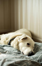 Load image into Gallery viewer, Dog Bed Cover - Gray Arrow Dog Bed - Personalized Dog Bed - Custom Dog Bed - Pet Beds - Gray Dog Bed Cover Dog Bed - ALL SIZES - Washable